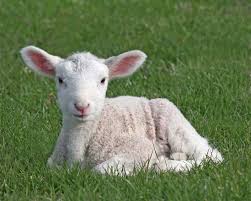 Rolled Shoulder of Lamb